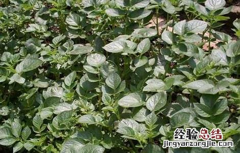 马铃薯高产栽培种植技术要点 马铃薯高产栽培种植技术