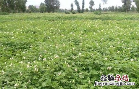 马铃薯高产栽培种植技术要点 马铃薯高产栽培种植技术