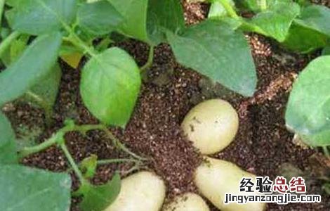 马铃薯高产栽培种植技术要点 马铃薯高产栽培种植技术