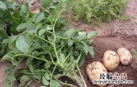 马铃薯高产栽培种植技术要点 马铃薯高产栽培种植技术
