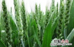 小麦病虫害综合防治技术 小麦病虫综合防治技术