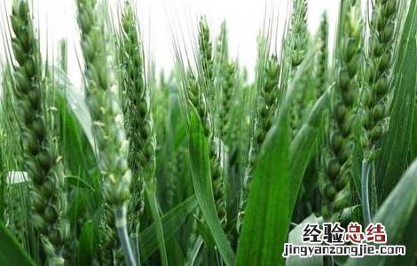 小麦病虫害综合防治技术 小麦病虫综合防治技术