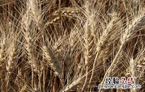 春小麦栽培技术 春小麦复种菜花技术