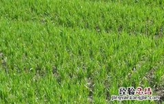 春小麦栽培技术 春小麦复种菜花技术