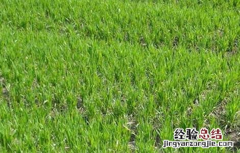 春小麦栽培技术 春小麦复种菜花技术