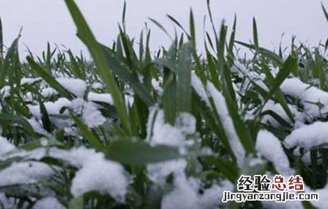 冬小麦高产栽培技术要点 冬小麦优质高产栽培种植技术