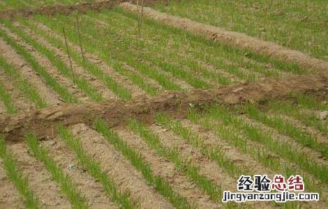冬小麦高产栽培技术要点 冬小麦优质高产栽培种植技术