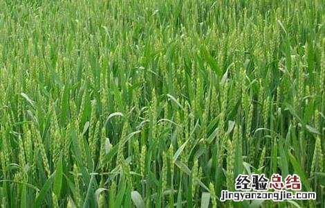 冬小麦高产栽培技术要点 冬小麦优质高产栽培种植技术