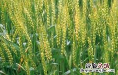 冬小麦高产栽培技术要点 冬小麦优质高产栽培种植技术