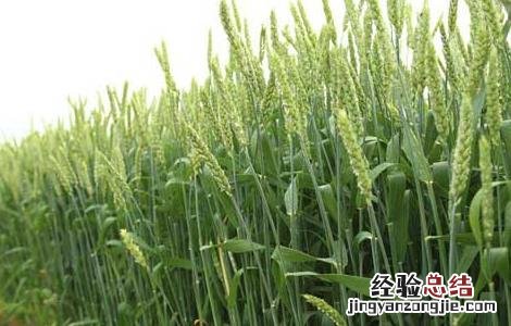 冬小麦高产栽培技术要点 冬小麦优质高产栽培种植技术