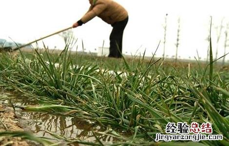 冬小麦冻害原因及补救 小麦春霜冻害的发生和补救