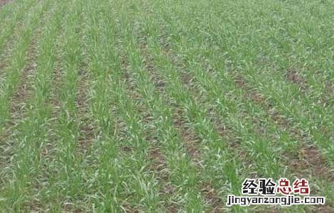冬小麦冻害原因及补救 小麦春霜冻害的发生和补救