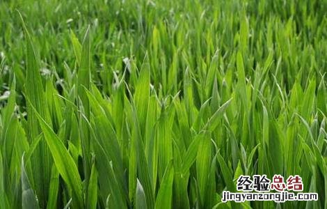 冬小麦冻害原因及补救 小麦春霜冻害的发生和补救