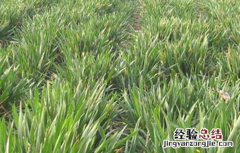 冬小麦春季田间管理技术要点 冬小麦返青期的田间管理方案