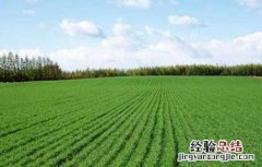 冬小麦春季田间管理技术要点 冬小麦返青期的田间管理方案