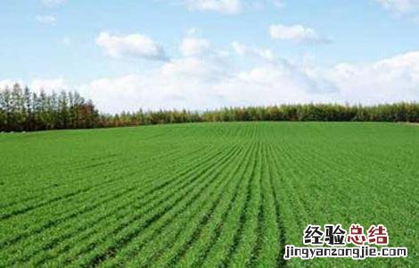 冬小麦春季田间管理技术要点 冬小麦返青期的田间管理方案