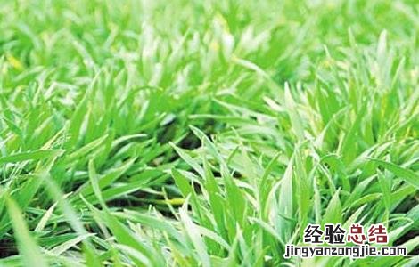 冬小麦春季田间管理技术要点 冬小麦返青期的田间管理方案