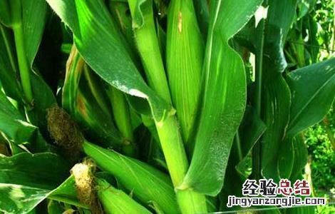 影响玉米收成的因素及处理措施有哪些 影响玉米收成的因素及处理措施