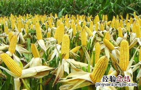影响玉米收成的因素及处理措施有哪些 影响玉米收成的因素及处理措施