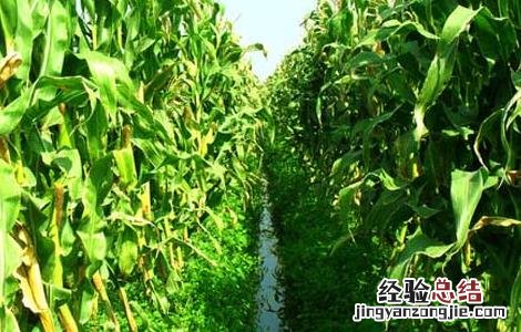 影响玉米收成的因素及处理措施有哪些 影响玉米收成的因素及处理措施