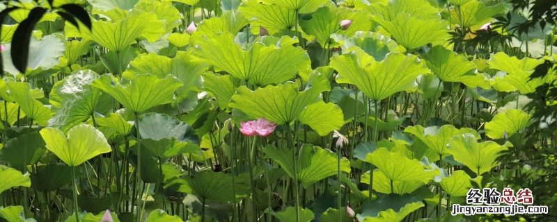 夏至怎么说祝福语 夏至发什么祝福语
