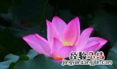 莲花是怎么开花的 莲花是怎么开花的视频