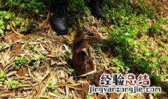竹笋什么时侯挖 竹笋一般几月份挖