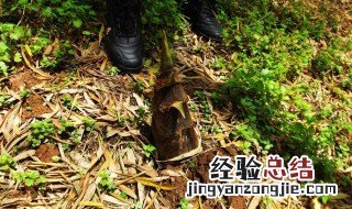 竹笋什么时侯挖 竹笋一般几月份挖