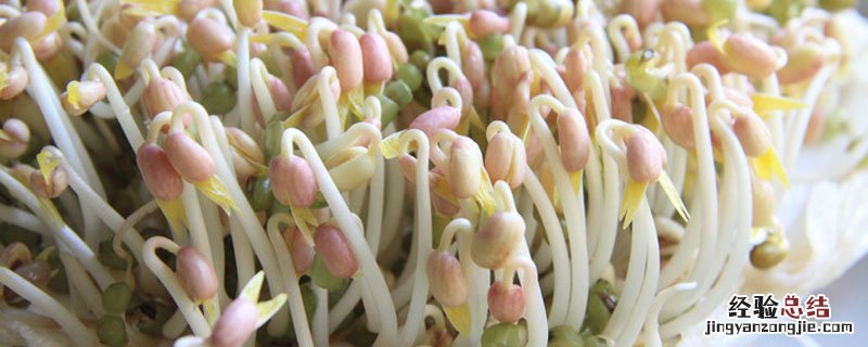 如何加速豆芽生长速度 豆芽快速生长的方法