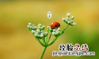 惊蛰属于哪个季节的节气 惊蛰的含义是什么