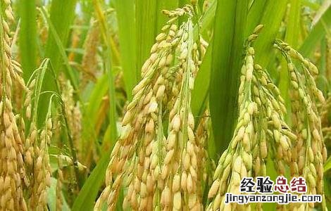 假劣杂交水稻种子的辨别方法 假劣杂交水稻种子的辨别方法图片