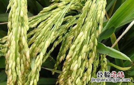 假劣杂交水稻种子的辨别方法 假劣杂交水稻种子的辨别方法图片