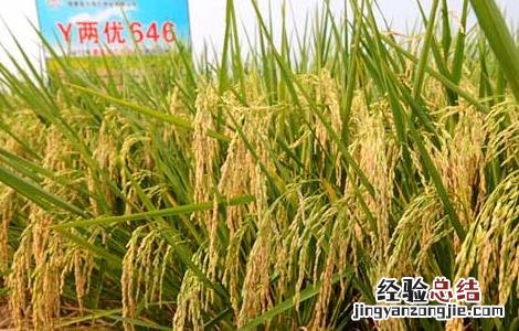 假劣杂交水稻种子的辨别方法 假劣杂交水稻种子的辨别方法图片