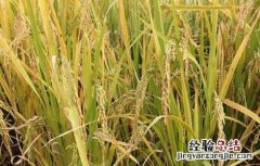 假劣杂交水稻种子的辨别方法 假劣杂交水稻种子的辨别方法图片