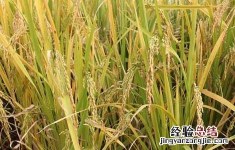 假劣杂交水稻种子的辨别方法 假劣杂交水稻种子的辨别方法图片