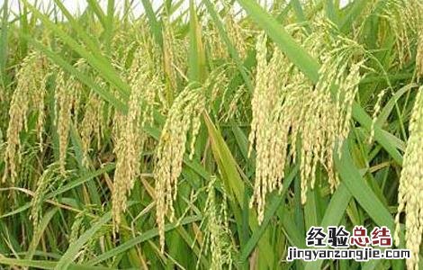 假劣杂交水稻种子的辨别方法 假劣杂交水稻种子的辨别方法图片