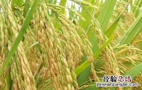 水稻后期的田间管理措施 水稻中期如何加强田间管理