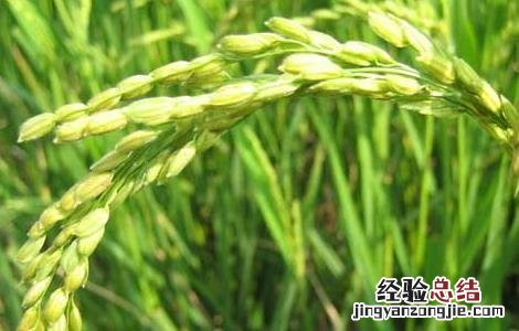 水稻后期的田间管理措施 水稻中期如何加强田间管理
