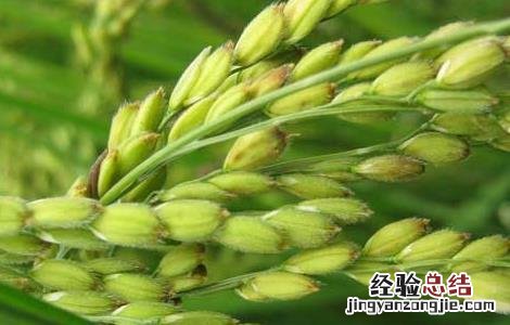 水稻后期的田间管理措施 水稻中期如何加强田间管理