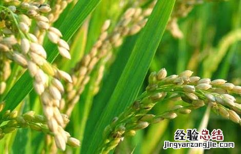 水稻后期的田间管理措施 水稻中期如何加强田间管理