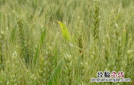 小麦种植技术要点 关于小麦栽培技术10个问题的回答