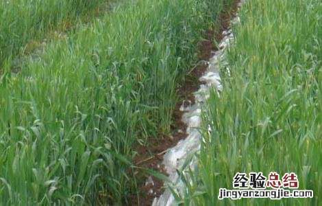 小麦的田间管理技术 小麦的田间管理技术要点