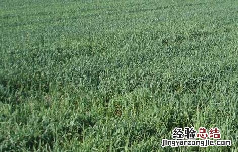 小麦的田间管理技术 小麦的田间管理技术要点