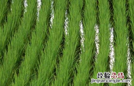 水稻较早移栽可获高产 水稻地区栽培技术 最早