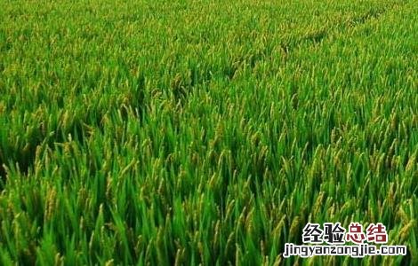 水稻较早移栽可获高产 水稻地区栽培技术 最早