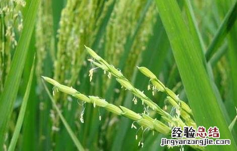 水稻较早移栽可获高产 水稻地区栽培技术 最早