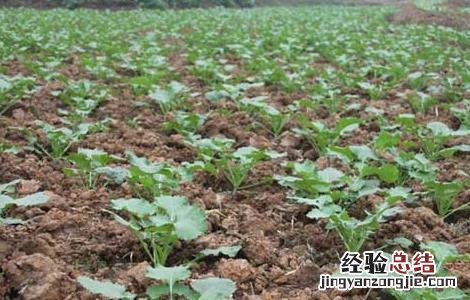 硼肥在油菜种植上的使用技术要点 硼肥在油菜种植上的使用技术
