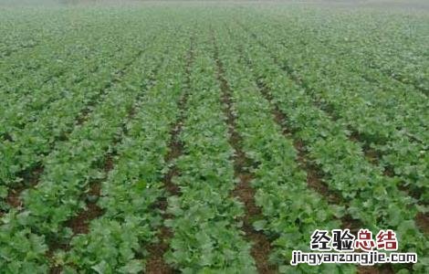 硼肥在油菜种植上的使用技术要点 硼肥在油菜种植上的使用技术