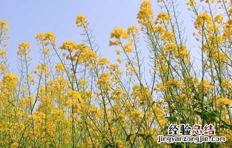 硼肥在油菜种植上的使用技术要点 硼肥在油菜种植上的使用技术