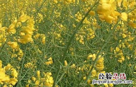 硼肥在油菜种植上的使用技术要点 硼肥在油菜种植上的使用技术